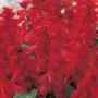 Seminte profesionale Salvia splendens - Salvia - imagine 23217